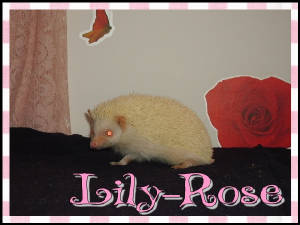 lily-rose.jpg